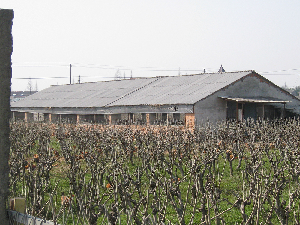 王店三园鸡基地照片 001.jpg